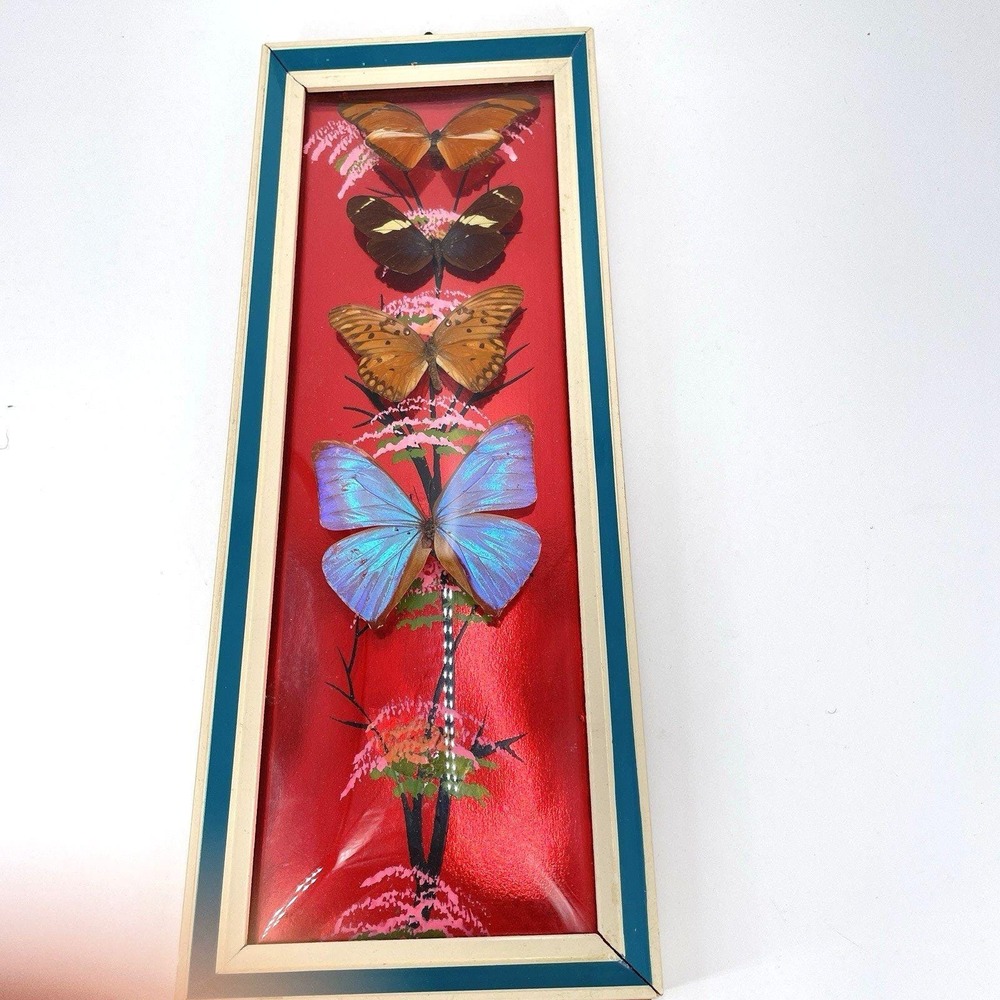 Vtg Framed Butterfly Taxidermy‎ Display 4 Real Specimens Entomology Mid Century